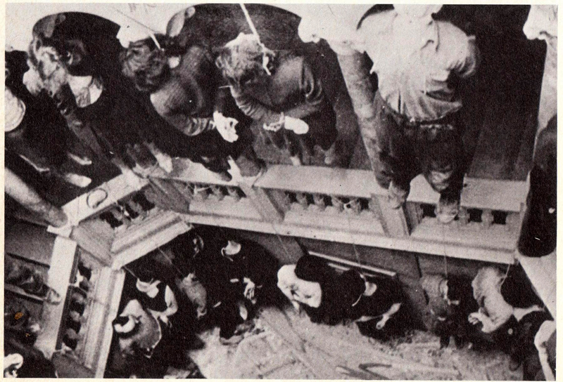 Trieste, 23 aprile 1944, i martiri di via Ghega: dopo un'azione contro le truppe tedesche, come rappresaglia vengono impiccati 51 ostaggi